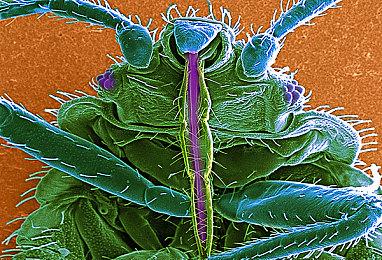 微软紧急叫停部分设备升Win11 24H2：与育碧游戏冲突